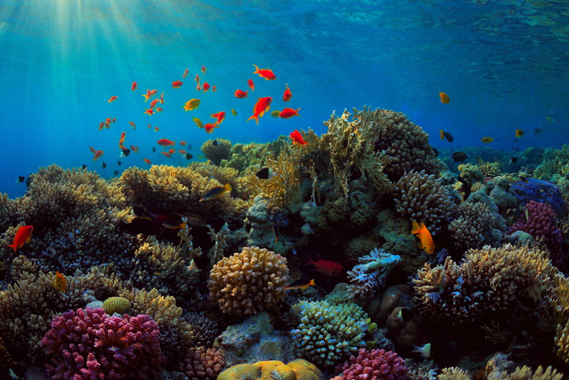 Коралловые рифы и их обитатели.